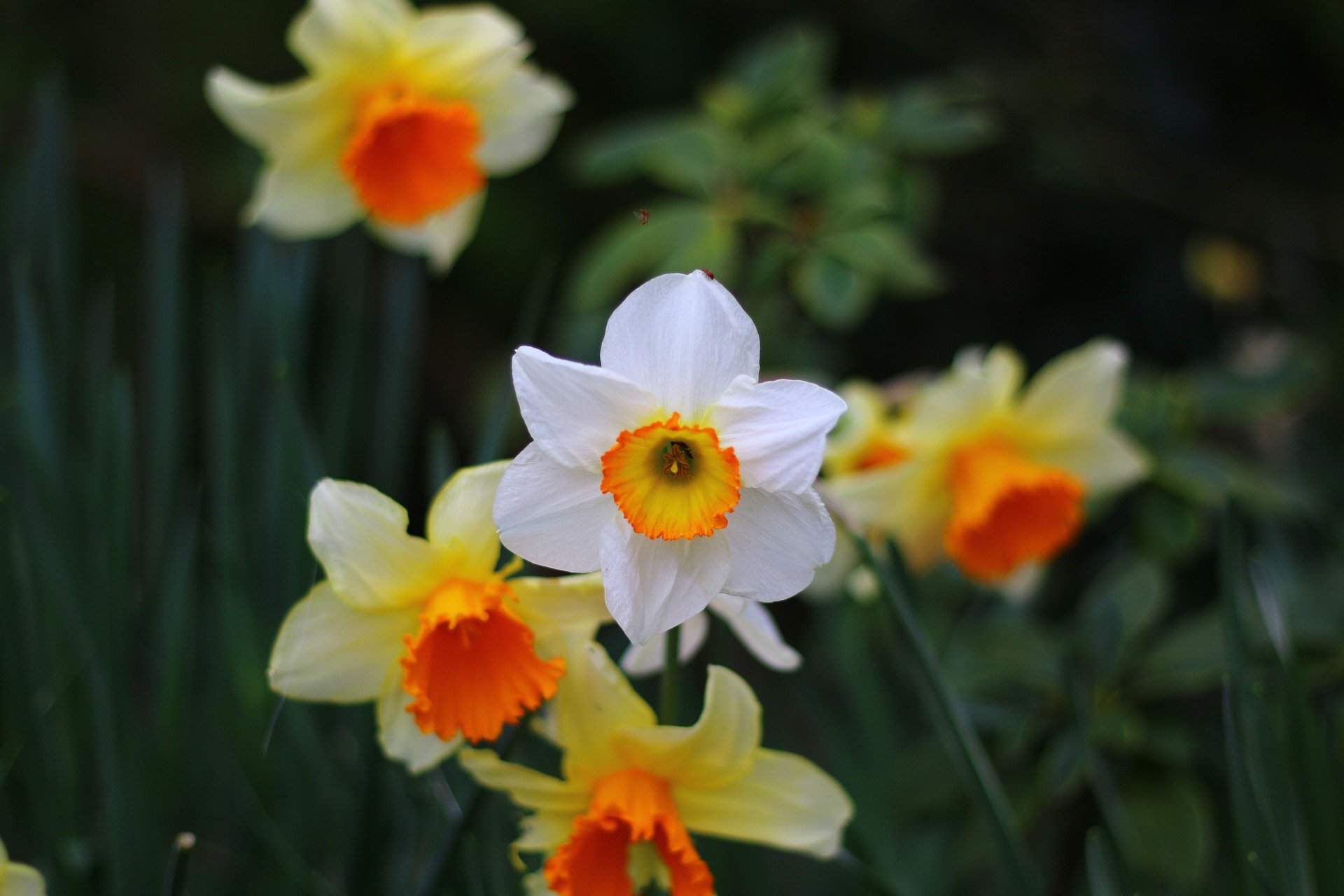 daffodil-1337620_1920